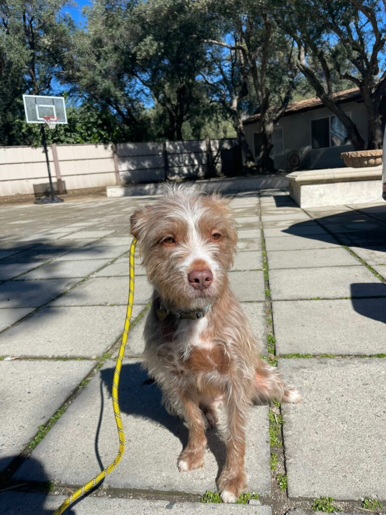 Stella | Mix | Bakersfield CA