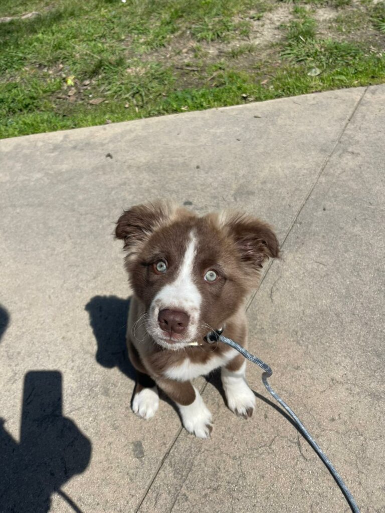 Tito | Australian Shepherd Mix | Santa Monica, CA