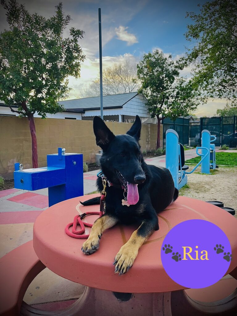 Ria | German Shepherd | Oxnard, California