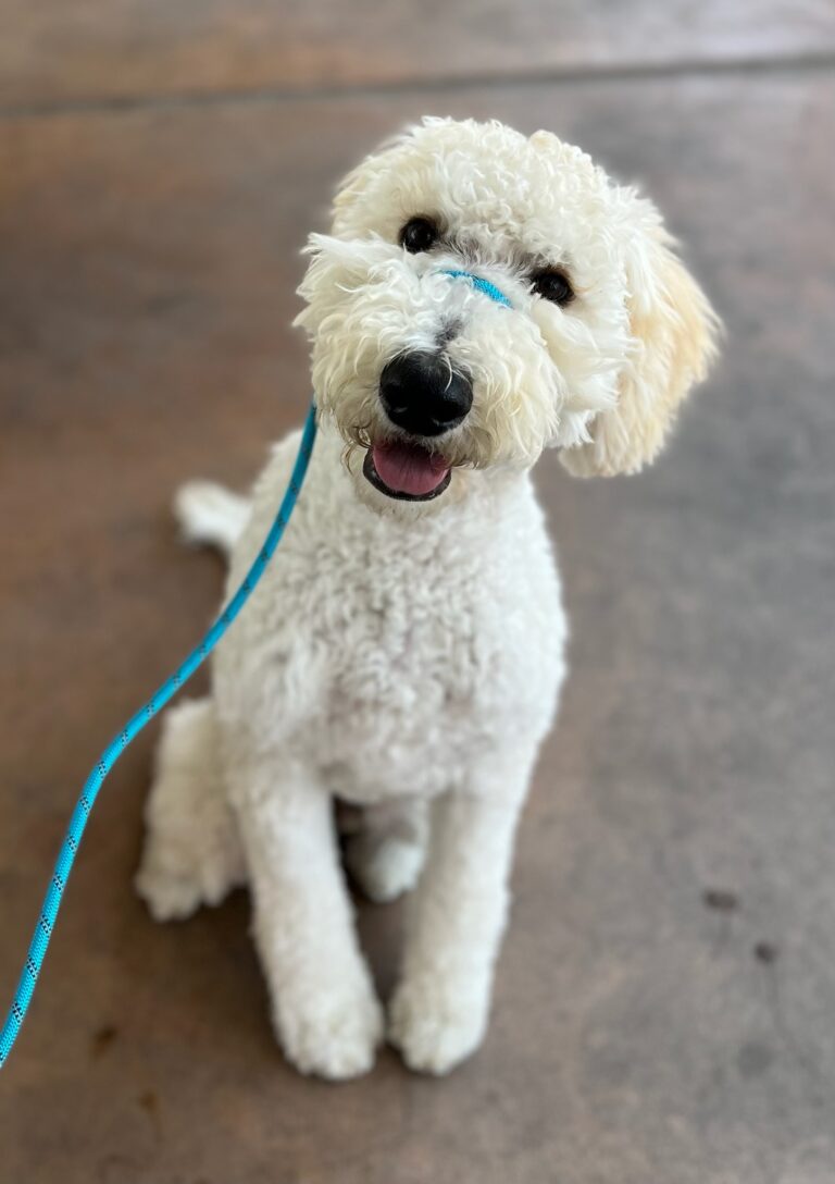 Dodger | Goldendoodle | Bakersfield Ca