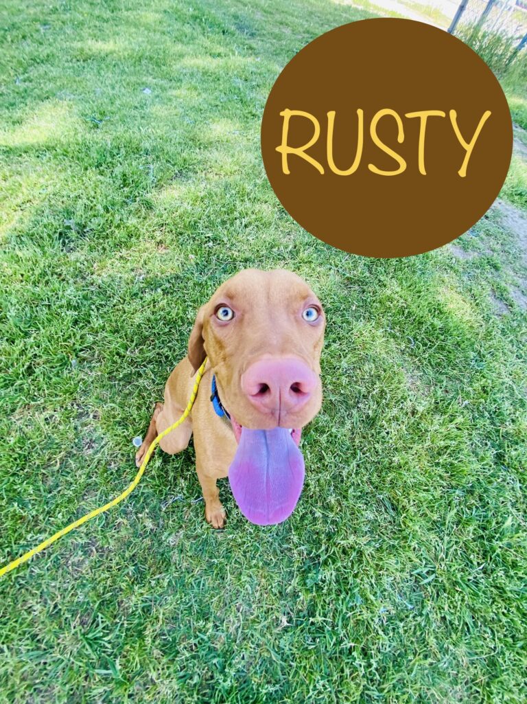 Rusty | Vizsla | Bakersfield, California