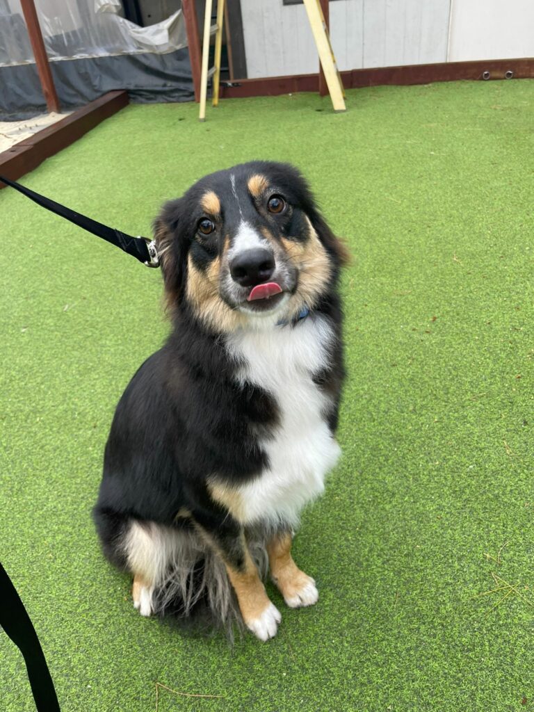 WESLEY | Collie Mix | Northrigde, CA