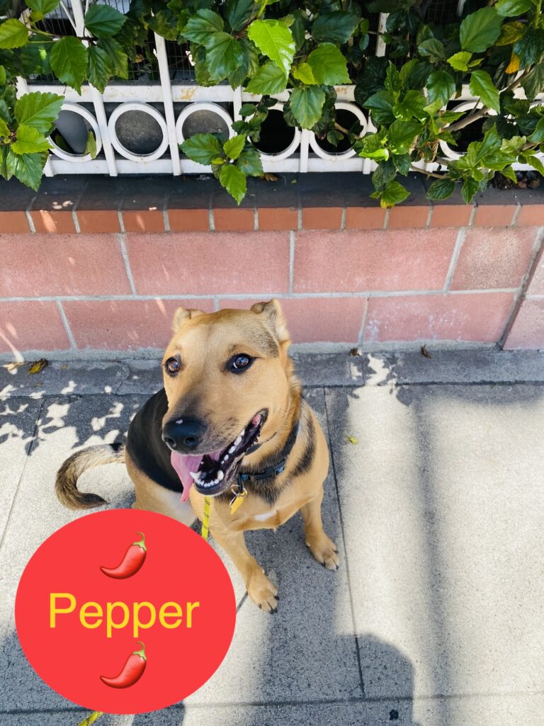 Pepper | German Shepherd Mix | Bakersfield, California