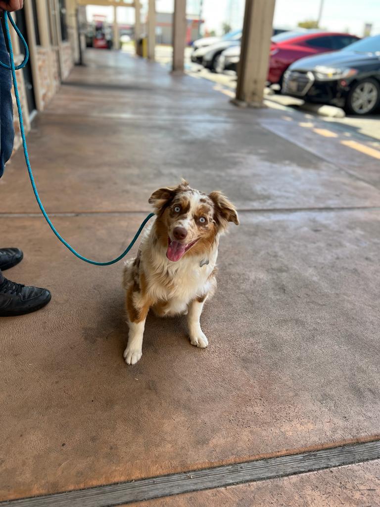 Stevie | Australian Shepherd | Bakersfield, CA