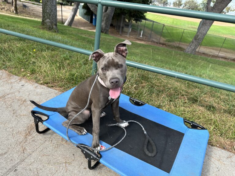 Letty | Pitbull | Bakersfield, California