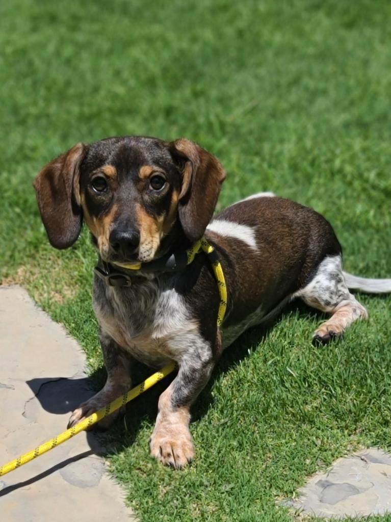 Moose | Dashund | Bakersfield, CA