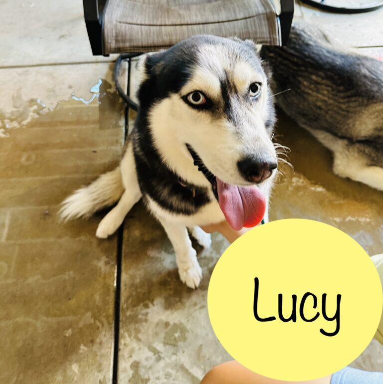 Lucy | Siberian Husky | Bakersfield, California