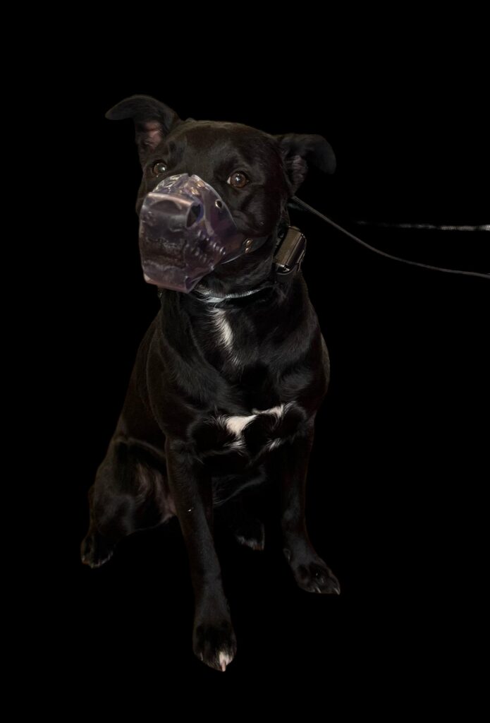 Thor | Shepherd Lab Mix | Bakersfield, CA