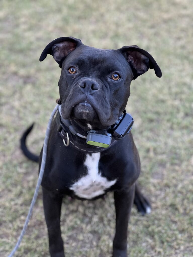 Koopa | Boxer | Bakersfield, CA
