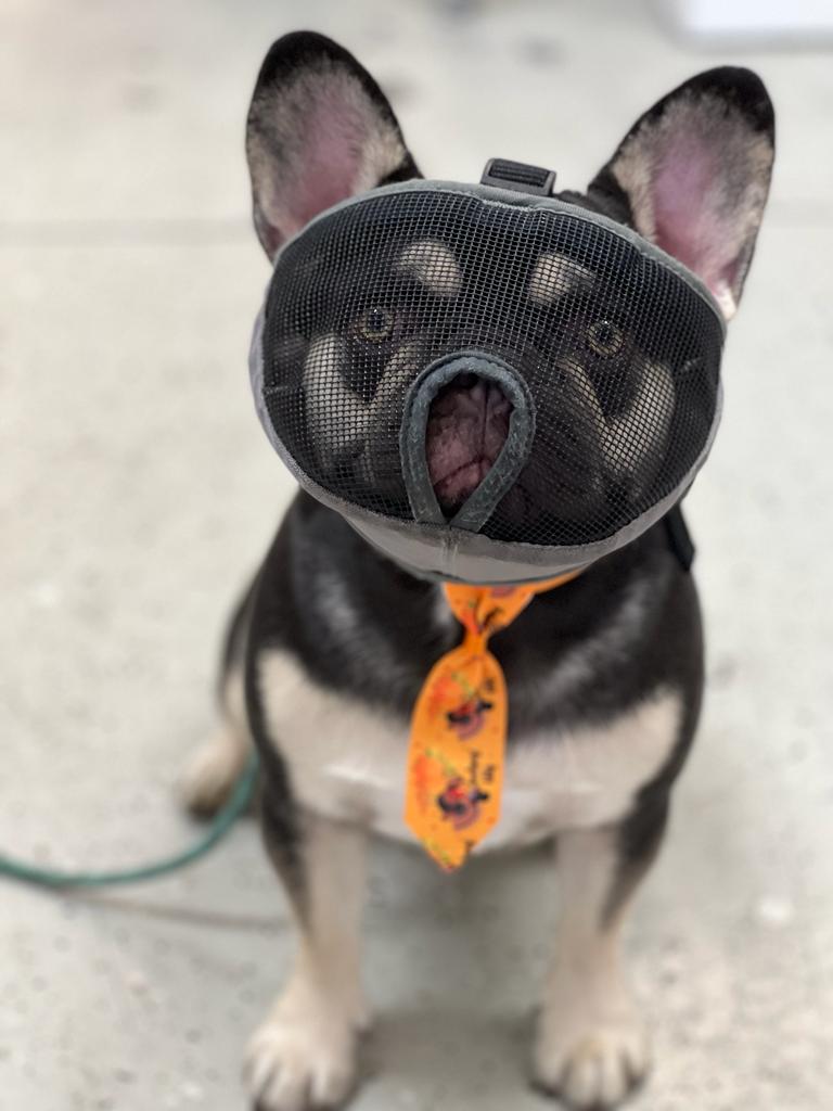 Ferdi | French Bulldog | Woodland Hills, CA