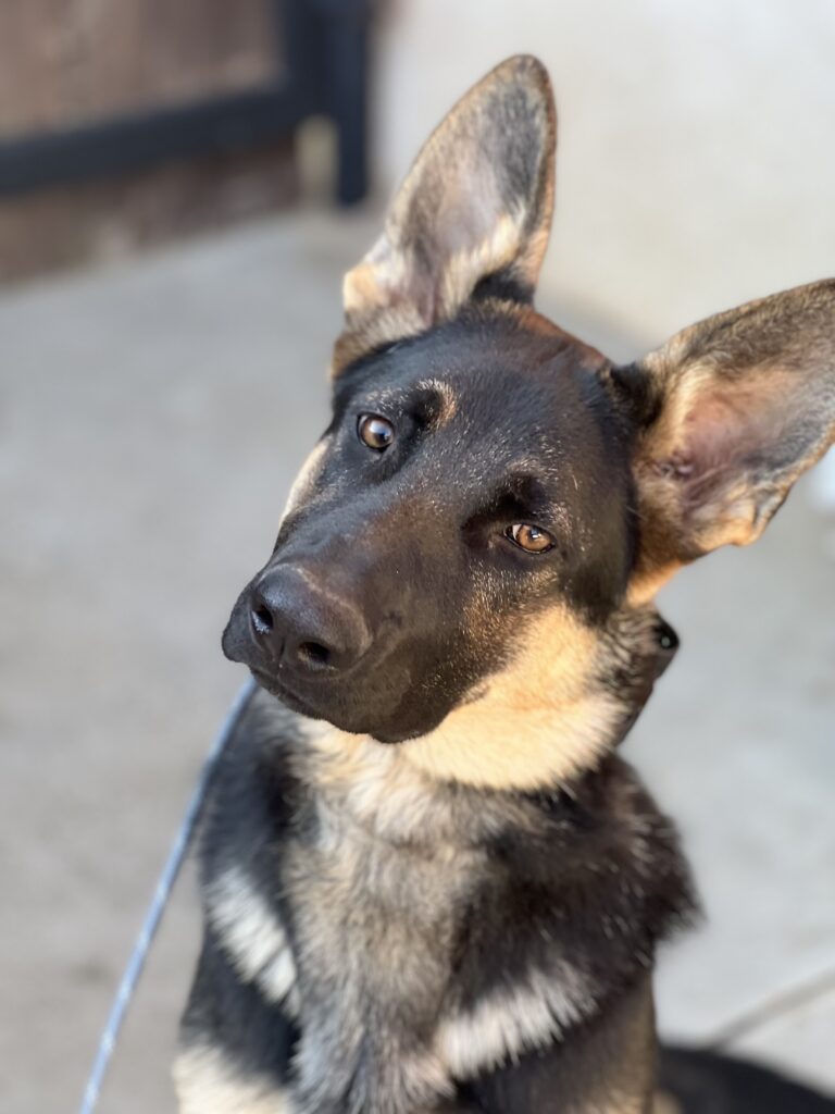Capitan | German Shepherd | Bakersfield, CA