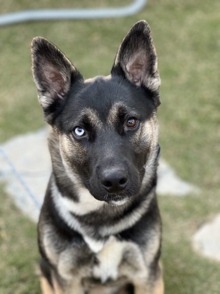 Raider | GSD Husky Mix | Bakersfield, CA