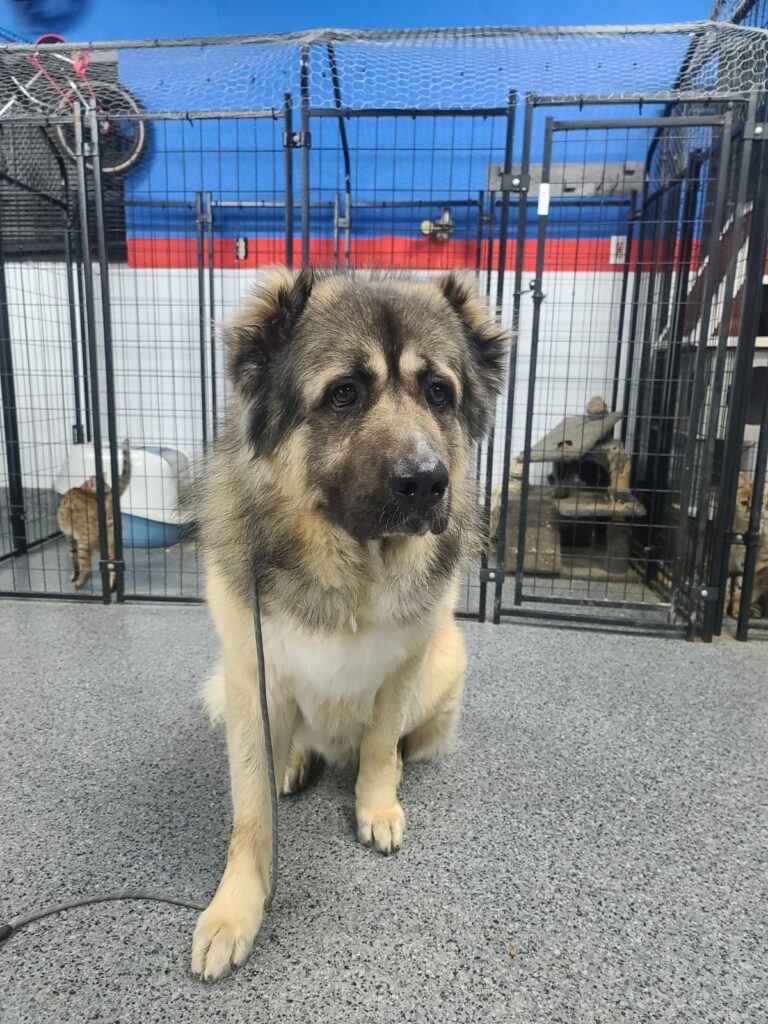 Koda | Caucasian Shepherd Dog