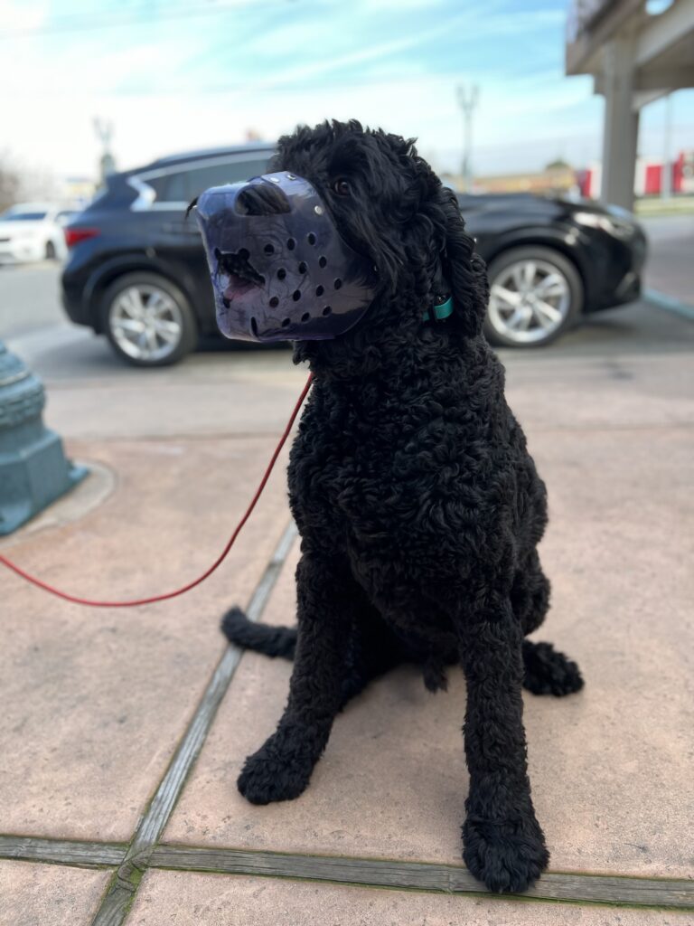 Blue | Black Russian | Bakersfield