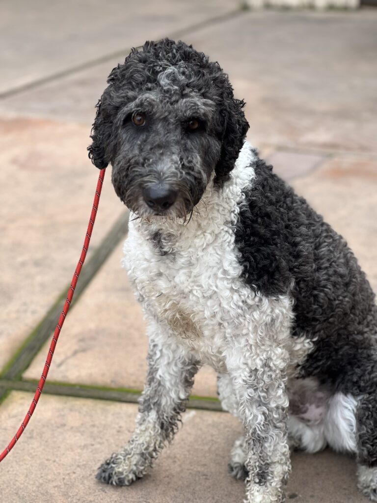 Oreo | Sheepadoodle | Bakersfield, CA