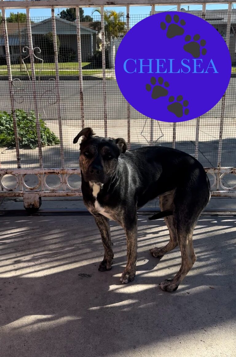 Chelsea | Staffordshire Mix | Bakersfield, California