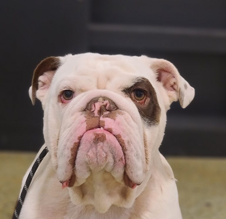 Winston | English Bulldog | Bakersfield Ca
