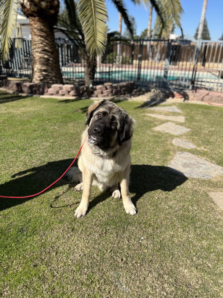 Samson | Caucasian Shepherd Dog | Santa Clarita Ca