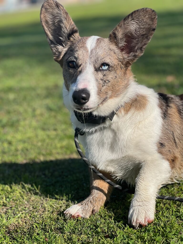 Danger | Corgi | Bakersfield Ca