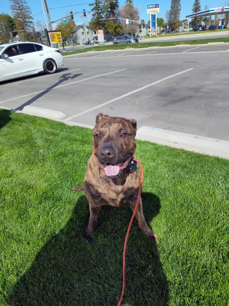 Carl | American Staffy Mix | Bakersfield ca