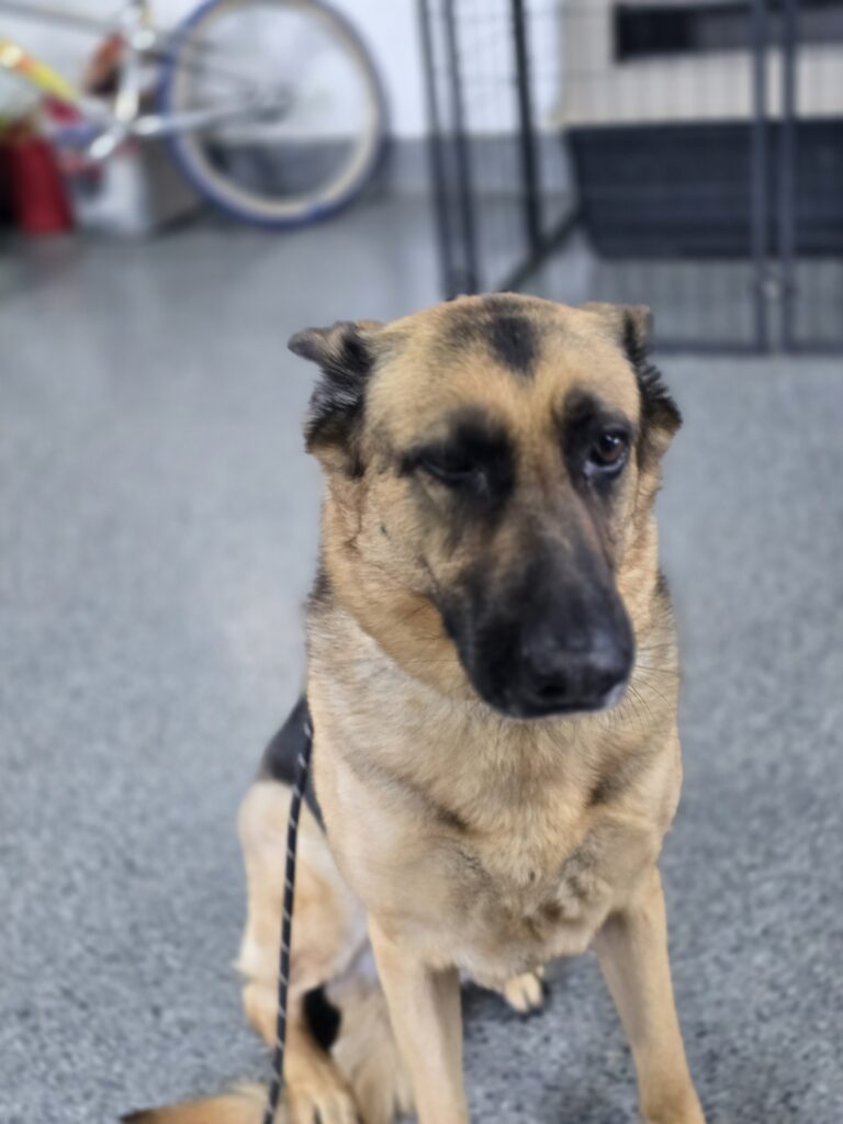 Daisy | GSD | Bakersfield Ca