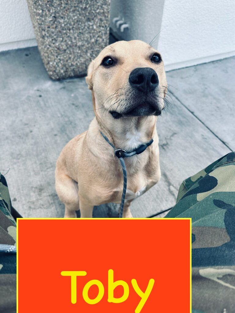 Toby | Mixed Breed | Bakersfield , California