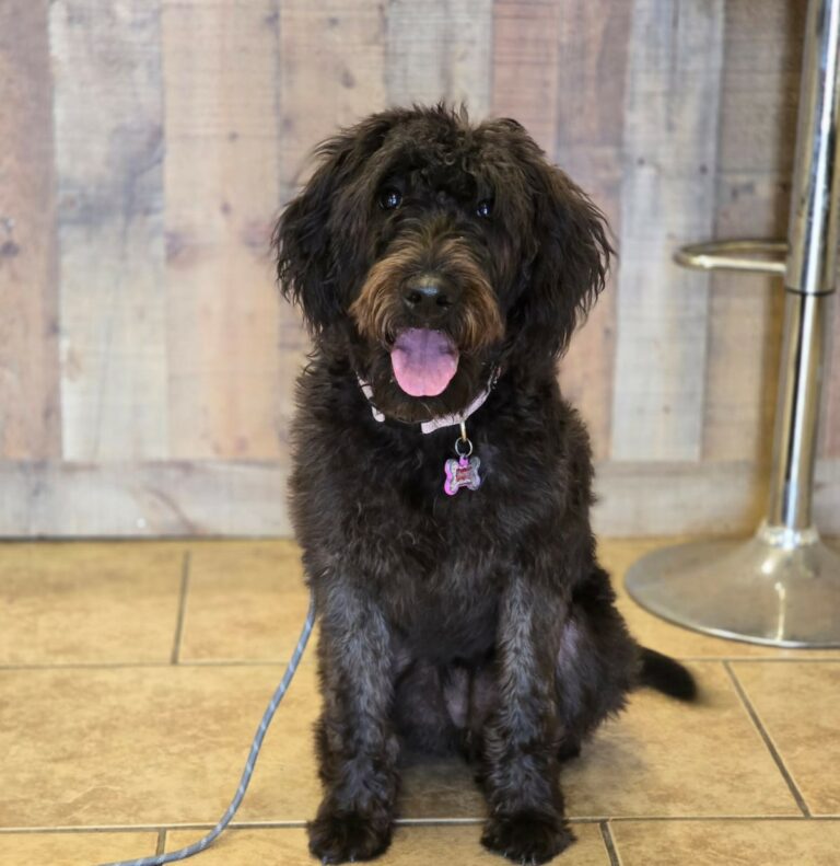 Maple | Woodle | Bakersfield, Ca