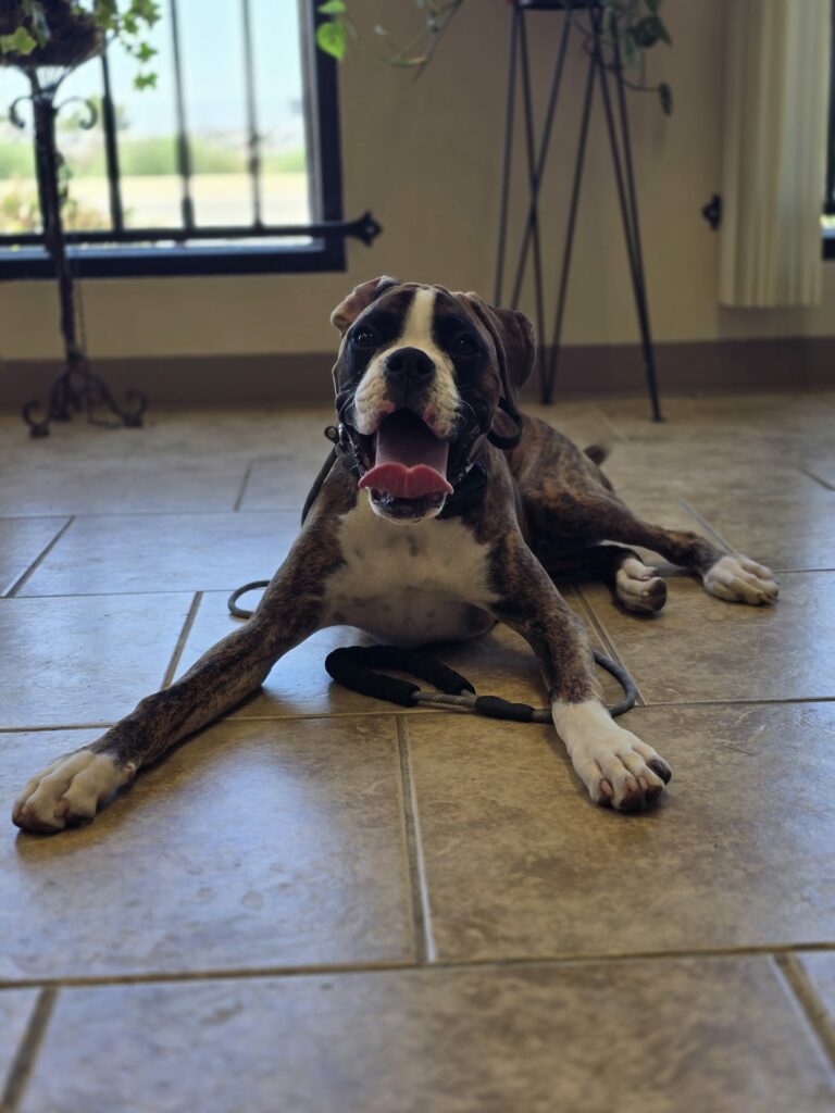 Cooper | Boxer | Bakersfield, Ca