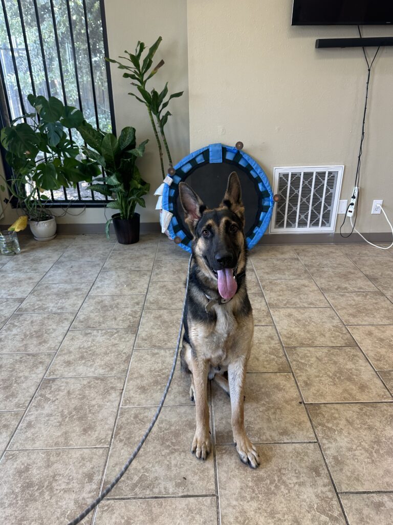 Coby | German Shepherd | Bakersfield, California