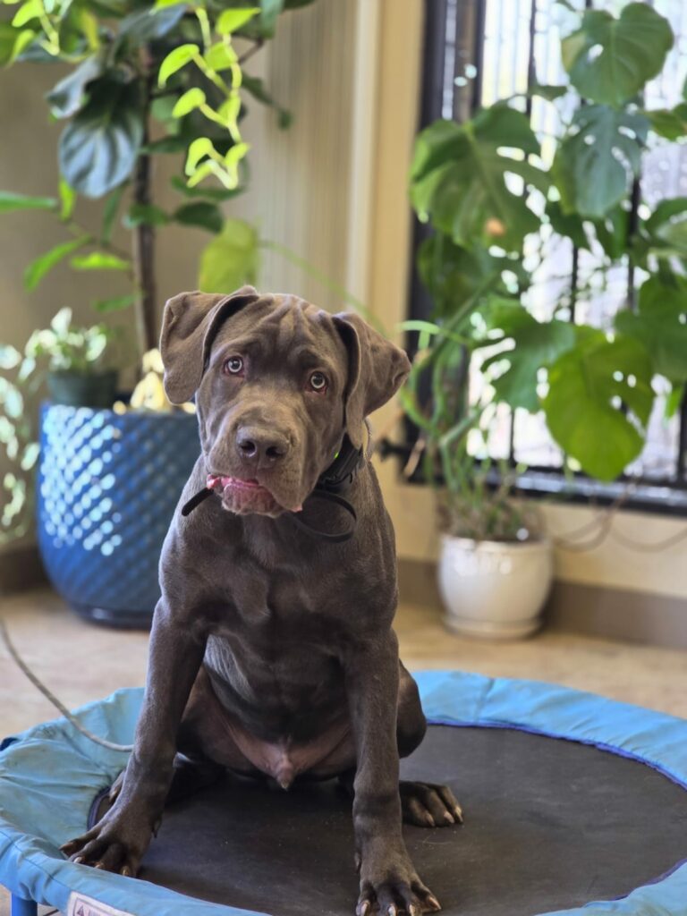 Mando | Cane Corso | Bakersfield, CA