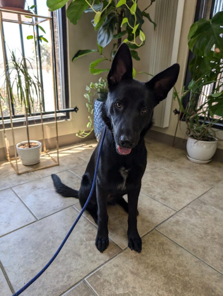 Nova | GSD Mix | Bakersfield, CA