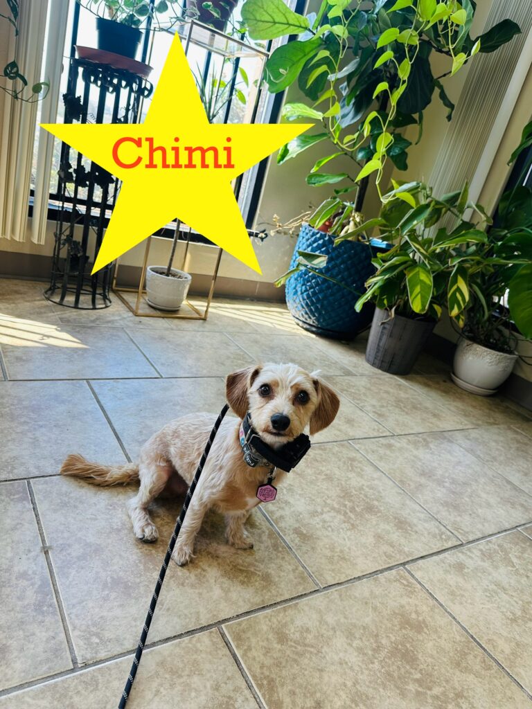 Chimi | Maltese mix | Bakersfield, California