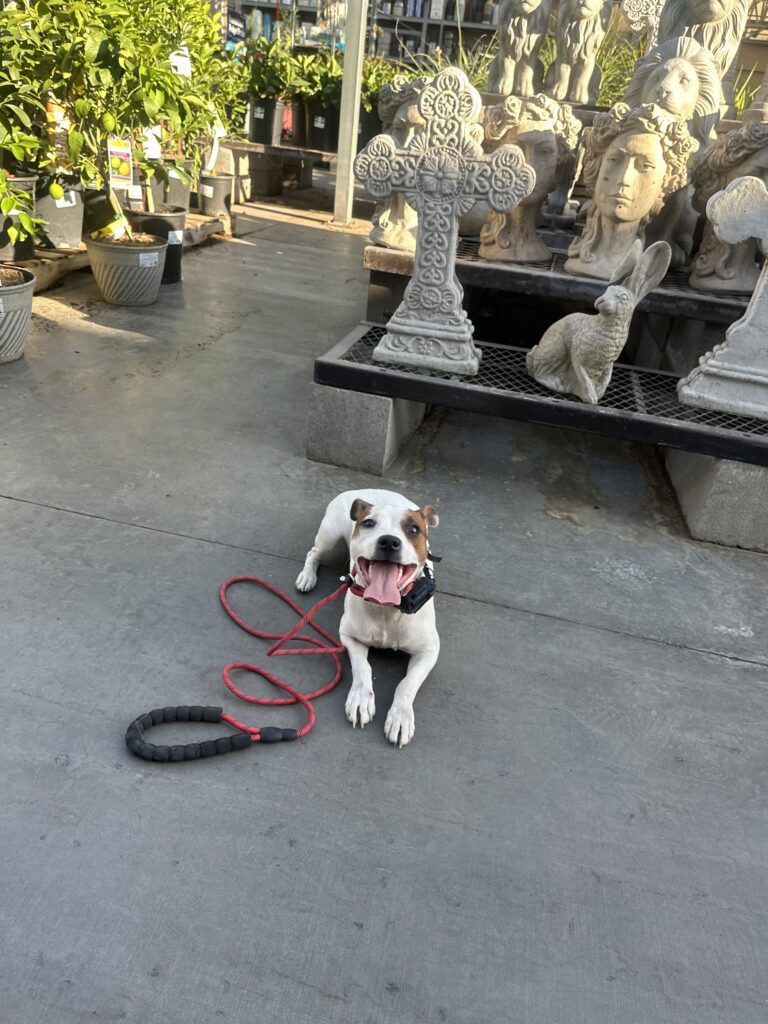 Rocket | Jack Russell | Bakersfield, CA