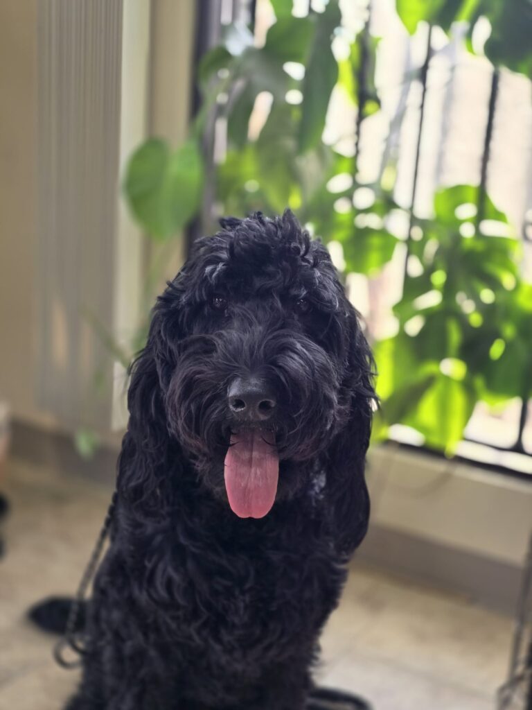 Murray | Double Doodle | Bakersfield, CA