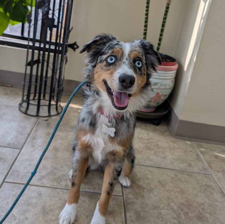 Cassie | Miniature Australian Shepherd | Bakersfield, CA