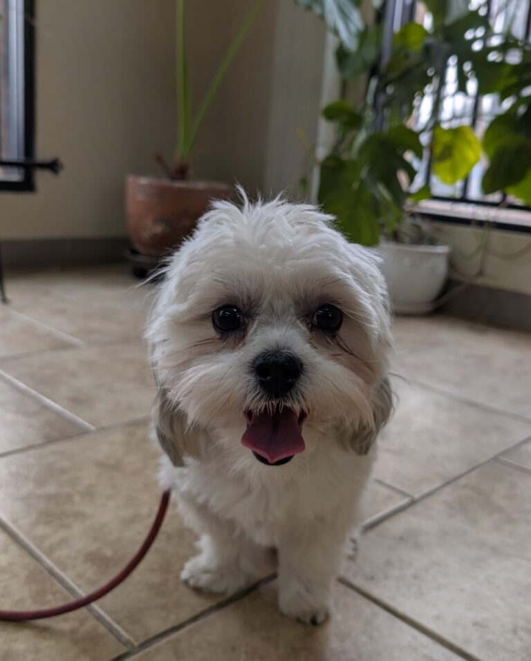 Laffy | Malshi | Bakersfield CA