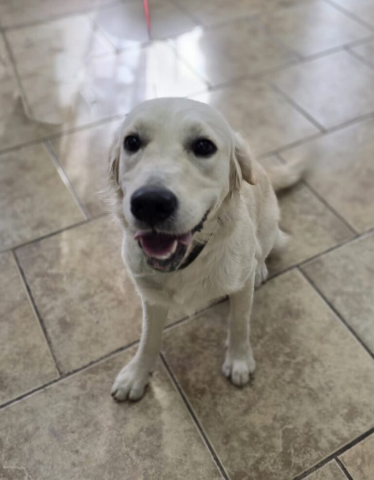Indi | Golden Retriever | Bakersfield, CA