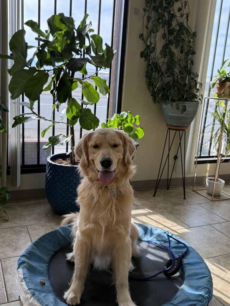 Jack | Golden Retriever | Bakersfield, California
