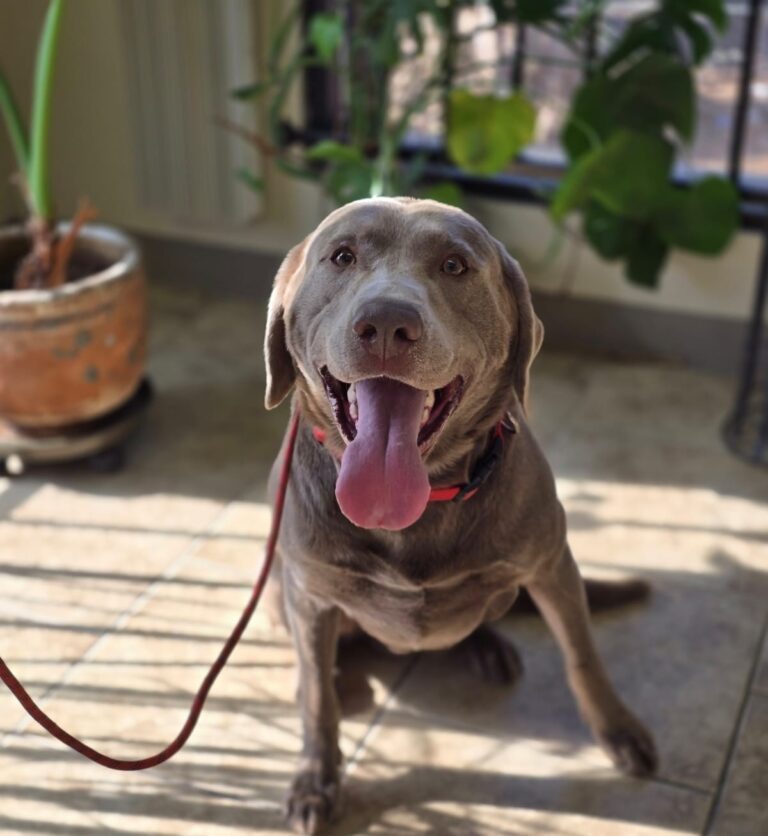 Coors | Silver Lab | Bakersfield, CA