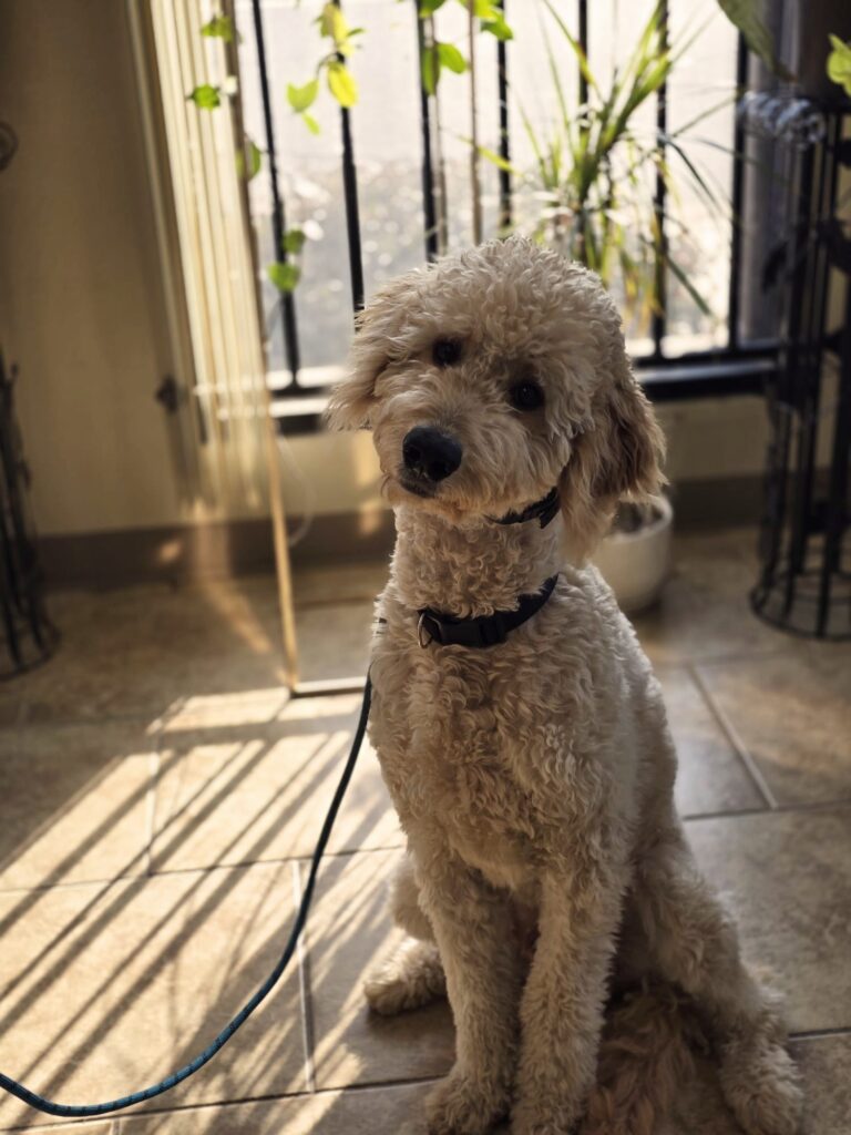 Leo | Labradoodle | Bakersfield, CA
