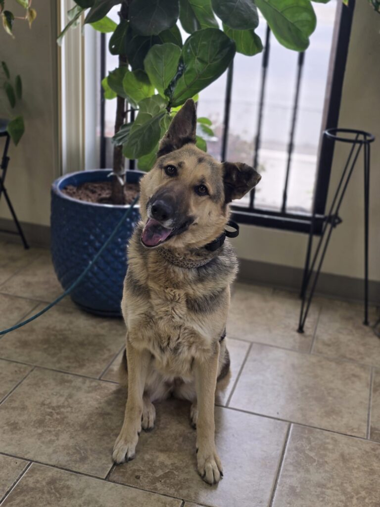 Athena | German Shepherd | Bakersfield, CA