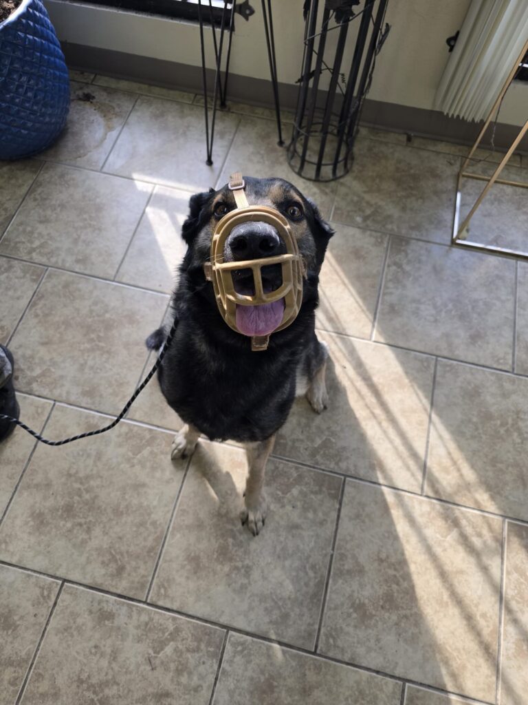 Hades | Shepherd/Belgium Malonois mix | Bakersfield, CA