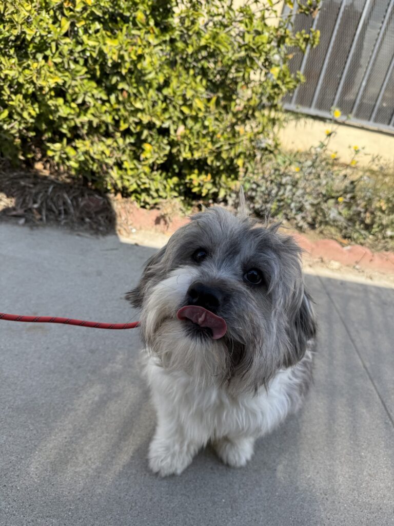 Cubby | Mixed Breed | Bakersfield, California