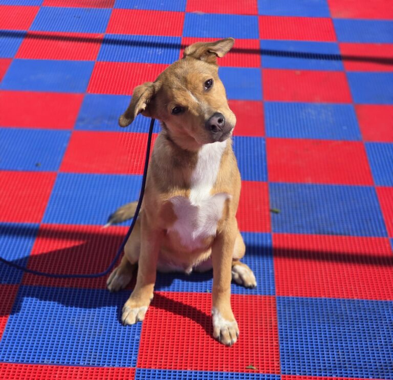 Chef | GSD Mix | Bakersfield, CA