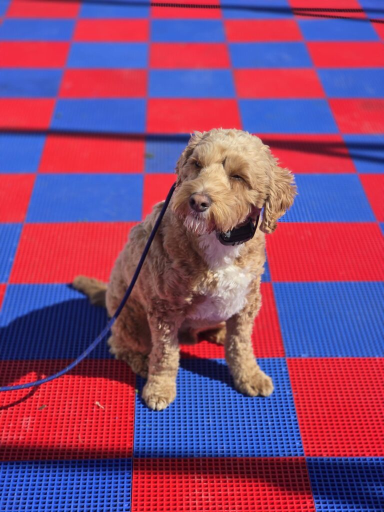 Frankie | Mini Golden Doodle | Bakersfield,Ca