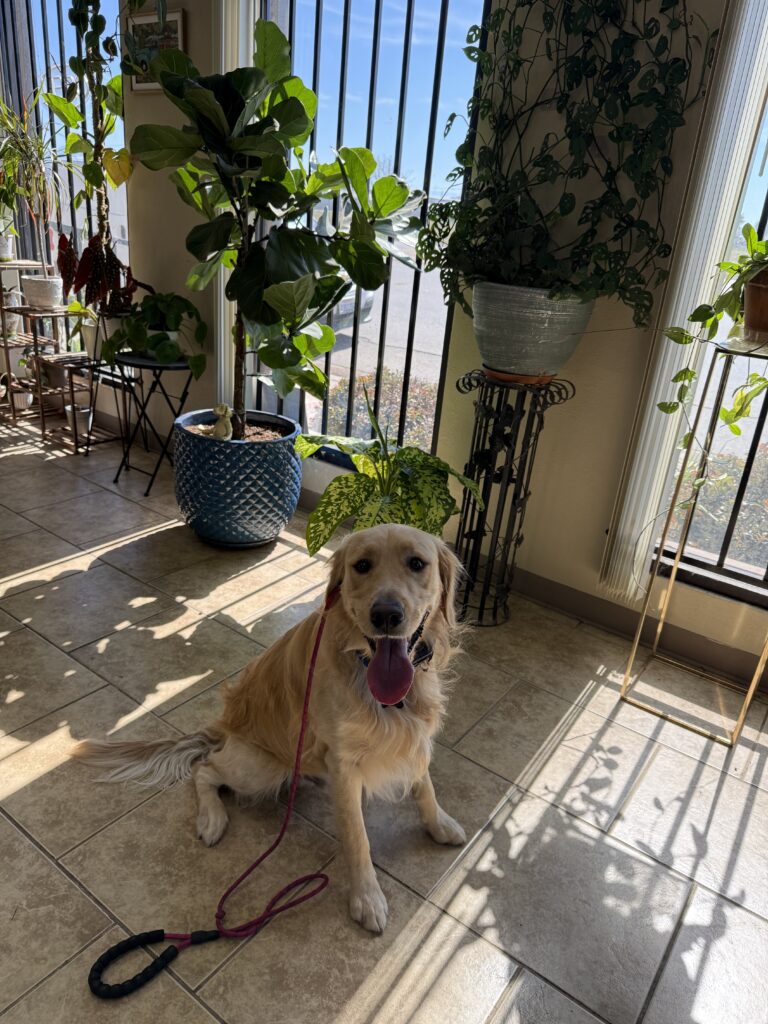 AXEL | GOLDEN RETRIEVER | BAKERSFIELD, CA