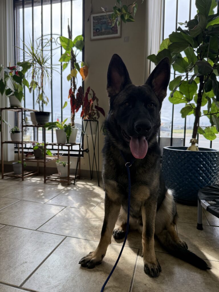 ZEUS | BELGIAN SHEPHERD | BAKERSFIELD, CALIFORNIA