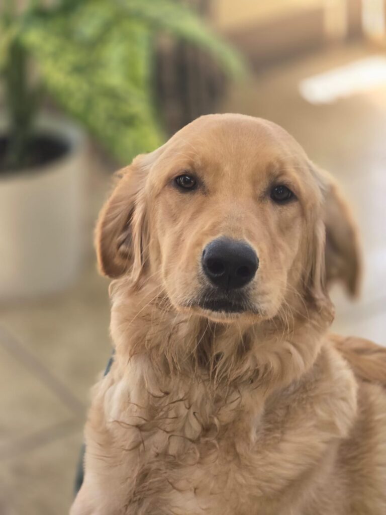Rosie | Golden Retriever | Bakersfield, CA