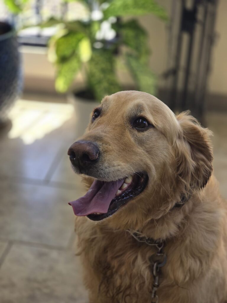 Charlie | Golden Retriever | Bakersfield, CA