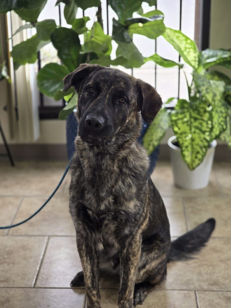Loki | Golden Shepard Mix | Bakersfield, CA